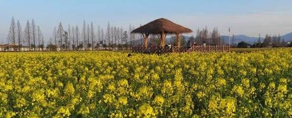 爆料!杭州的花海跑道已经美成这样了,有人早上4点赶去刷了个遍7