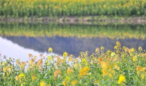 爆料!杭州的花海跑道已经美成这样了,有人早上4点赶去刷了个遍9