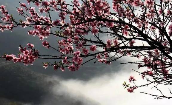 惊蛰至 雷声起 桃花开,太行大峡谷还你不一样的春天3