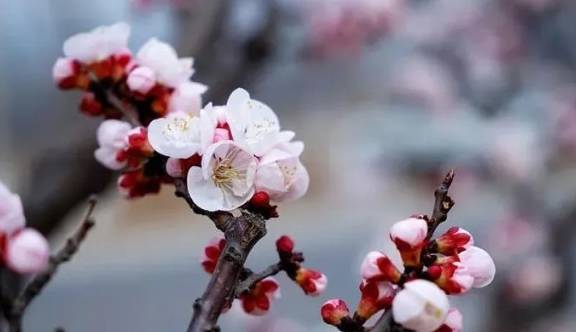 惊蛰至 雷声起 桃花开,太行大峡谷还你不一样的春天6