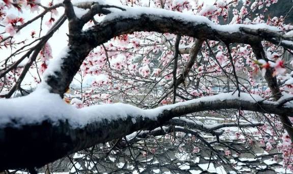 惊蛰至 雷声起 桃花开,太行大峡谷还你不一样的春天9