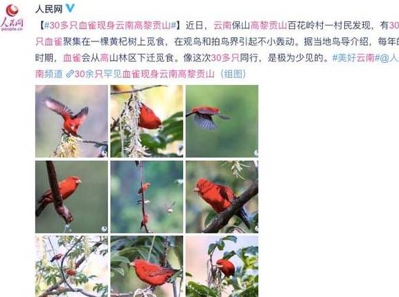 稀有血雀成群出现!为什么高黎贡山总有新秘密?1