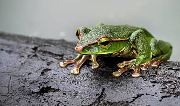 稀有血雀成群出现!为什么高黎贡山总有新秘密?4