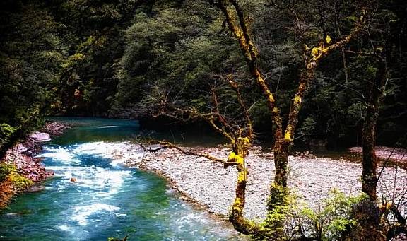 稀有血雀成群出现!为什么高黎贡山总有新秘密?5