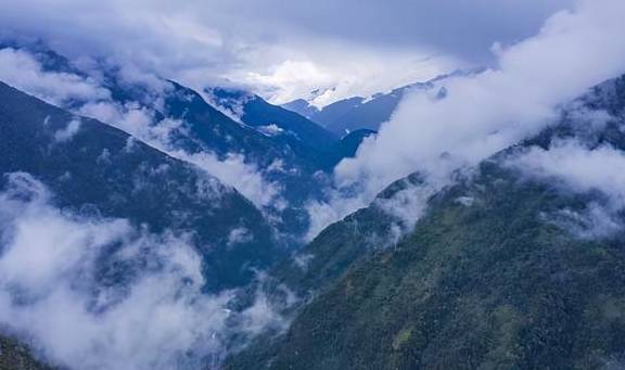 稀有血雀成群出现!为什么高黎贡山总有新秘密?7