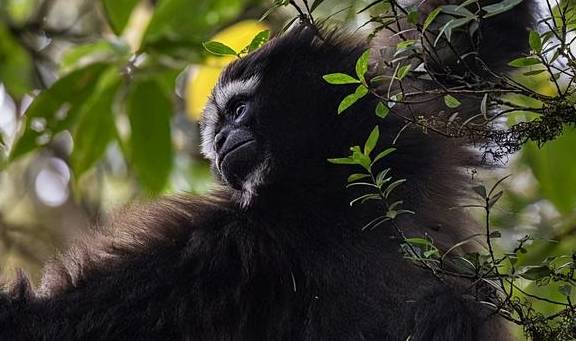 稀有血雀成群出现!为什么高黎贡山总有新秘密?8