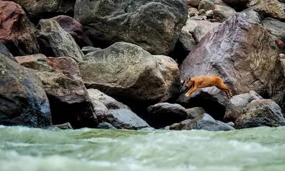 稀有血雀成群出现!为什么高黎贡山总有新秘密?9