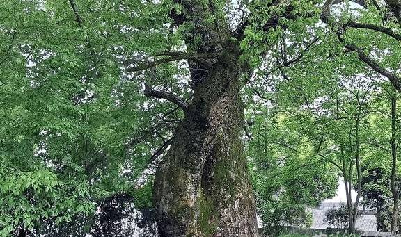 安徽这个古村 被誉为“歙南第一村”罕见清代牌坊全国独此一处8