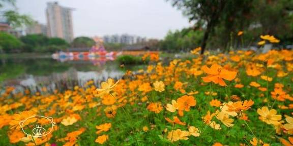 佛山|开满鲜花的映月湖,佛山首个以“月亮”为主题的公园6