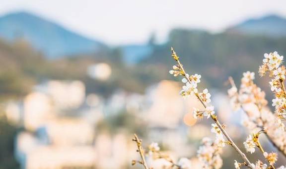 安徽歙县有一座古村落,这里有云海里的油菜花,清晨宛若仙境3