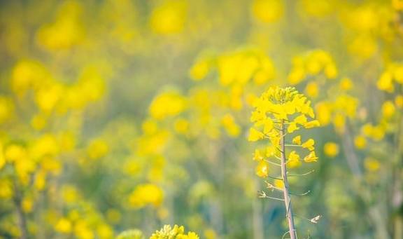 安徽歙县有一座古村落,这里有云海里的油菜花,清晨宛若仙境5