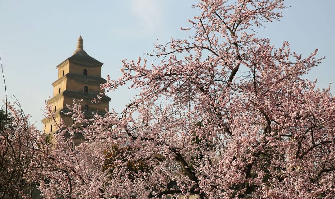 大雁塔春色美图：阳春三月百花盛开，大雁塔踏青赏花正当时1