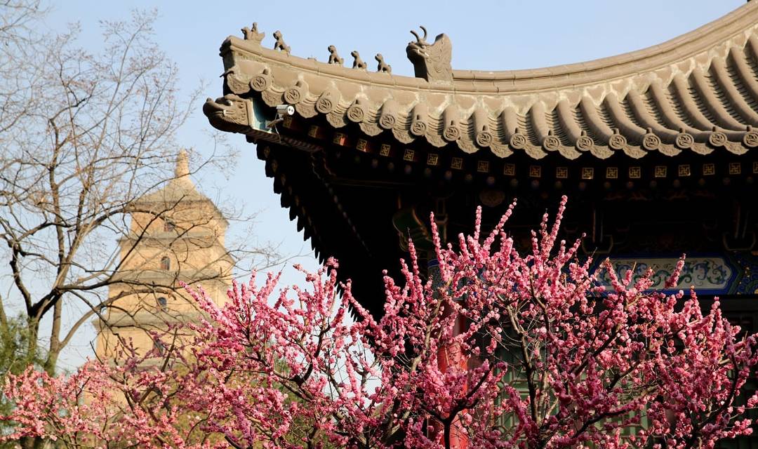 大雁塔春色美图：阳春三月百花盛开，大雁塔踏青赏花正当时2