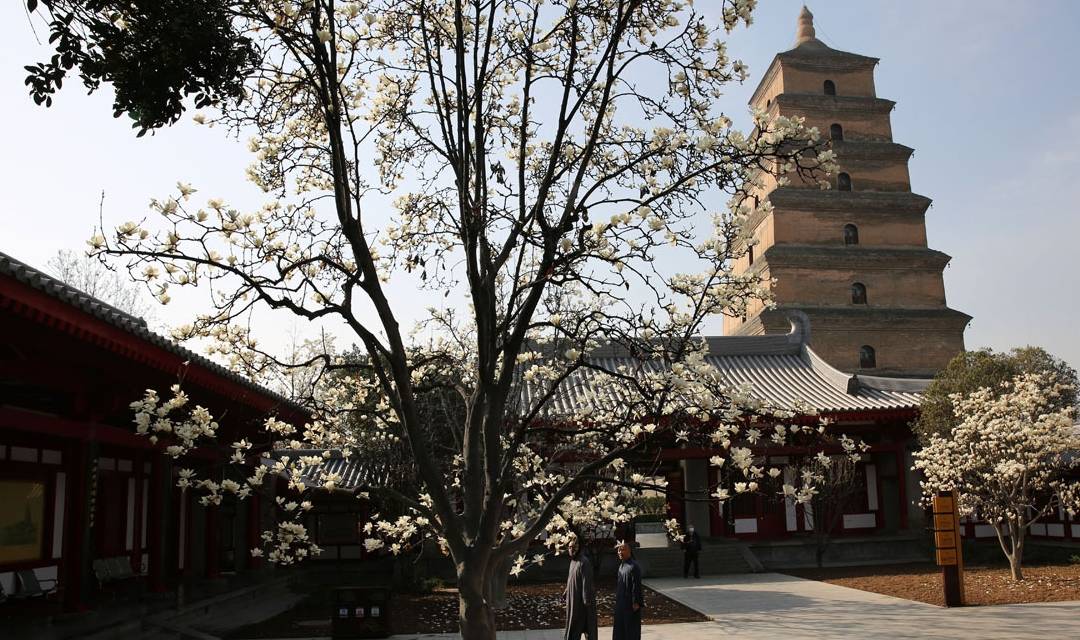 大雁塔春色美图：阳春三月百花盛开，大雁塔踏青赏花正当时3