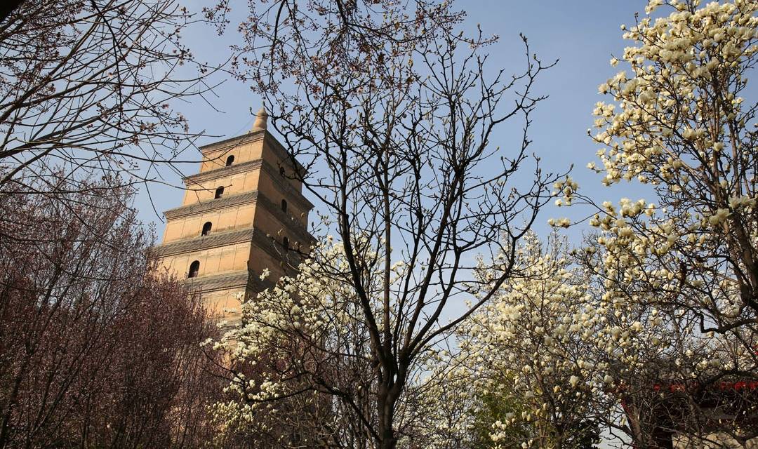 大雁塔春色美图：阳春三月百花盛开，大雁塔踏青赏花正当时4