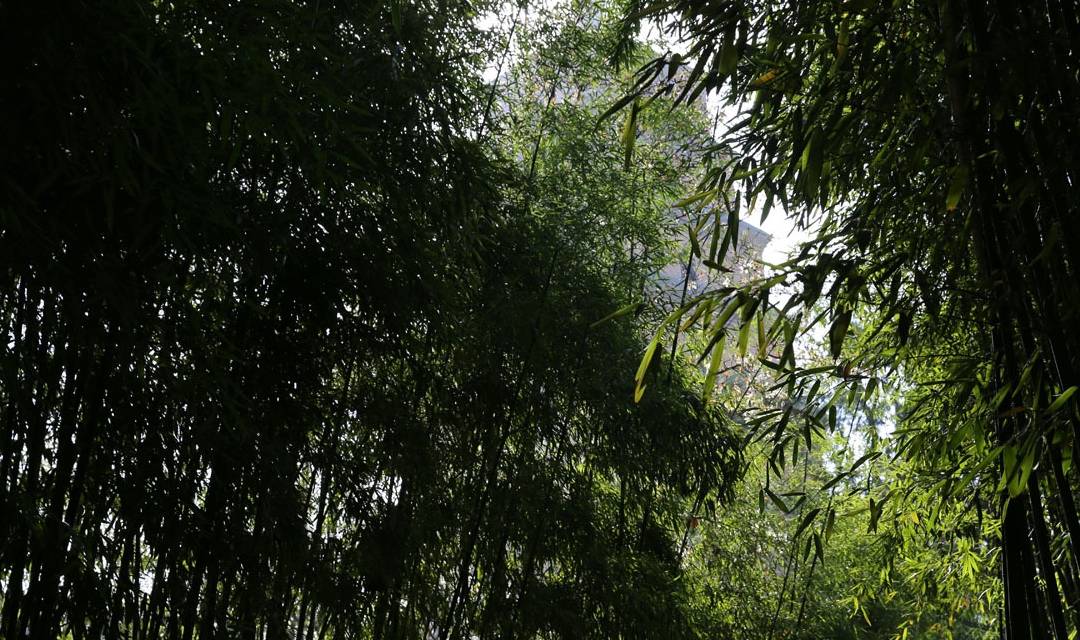 大雁塔春色美图：阳春三月百花盛开，大雁塔踏青赏花正当时5