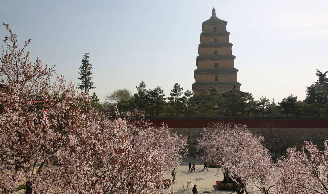 大雁塔春色美图：阳春三月百花盛开，大雁塔踏青赏花正当时6