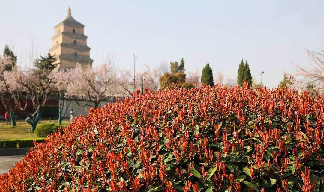 大雁塔春色美图：阳春三月百花盛开，大雁塔踏青赏花正当时7