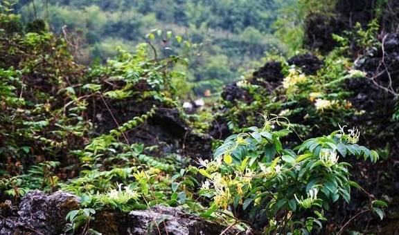 这个隐匿山谷的瑶寨,石缝里长出金银花,村子变成了公园4