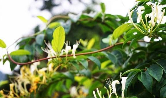 这个隐匿山谷的瑶寨,石缝里长出金银花,村子变成了公园5