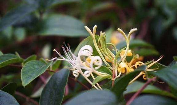 这个隐匿山谷的瑶寨,石缝里长出金银花,村子变成了公园10