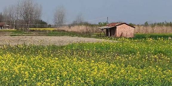 武汉有个湖南村！在希望的田野上，春游江夏区湖南棚湾村1