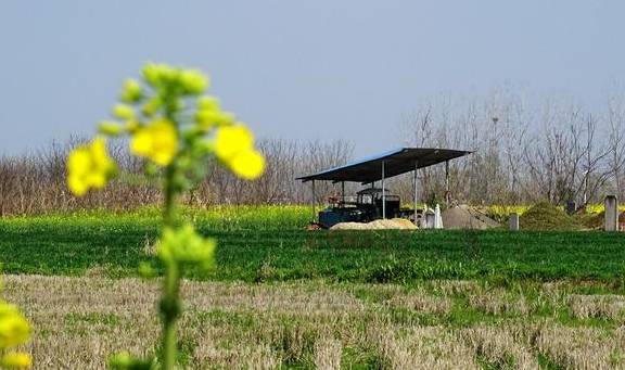 武汉有个湖南村！在希望的田野上，春游江夏区湖南棚湾村3