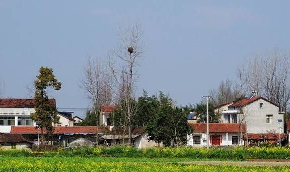 武汉有个湖南村！在希望的田野上，春游江夏区湖南棚湾村5