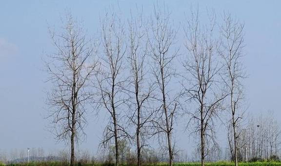 武汉有个湖南村！在希望的田野上，春游江夏区湖南棚湾村8