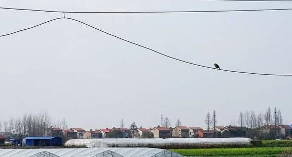 武汉有个湖南村！在希望的田野上，春游江夏区湖南棚湾村9