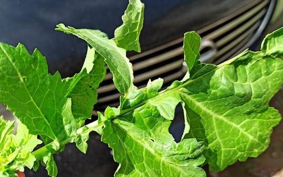 武汉有个湖南村！在希望的田野上，春游江夏区湖南棚湾村13