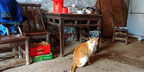 武汉有个湖南村！在希望的田野上，春游江夏区湖南棚湾村16