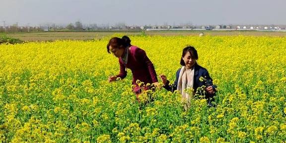 武汉有个湖南村！在希望的田野上，春游江夏区湖南棚湾村20