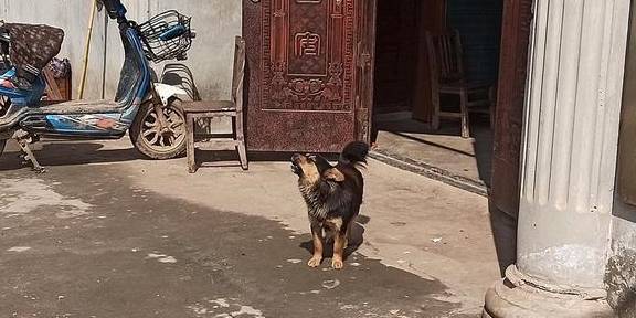 武汉有个湖南村！在希望的田野上，春游江夏区湖南棚湾村23