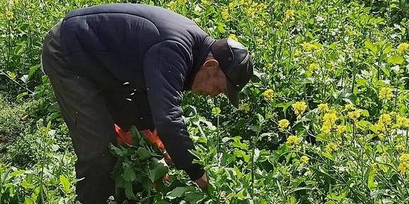 武汉有个湖南村！在希望的田野上，春游江夏区湖南棚湾村24