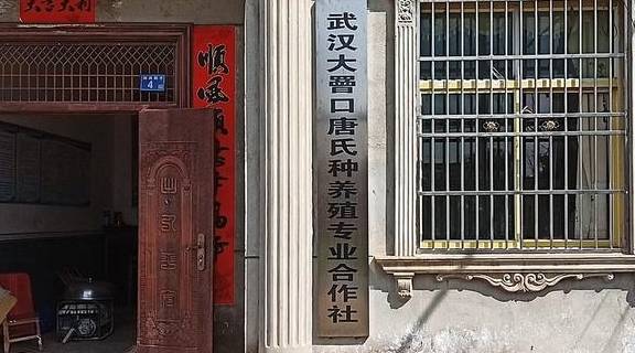 武汉有个湖南村！在希望的田野上，春游江夏区湖南棚湾村25