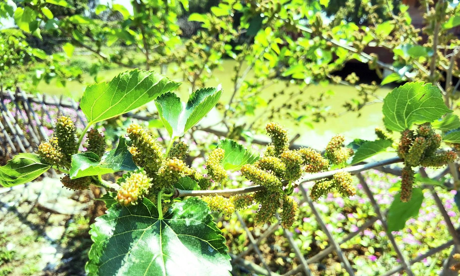 中药龙头再度重挫,四季度净利环比降五成,“医药女神”一路加仓1