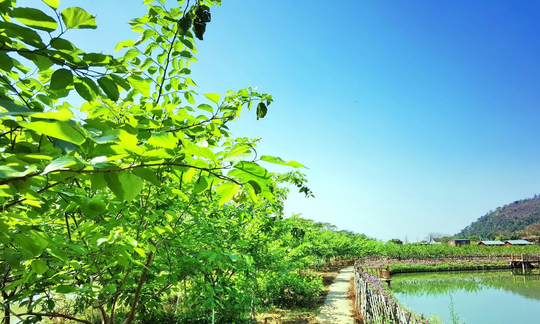 春天第一批水果就要成熟了,佛山渔耕文化园3月6日举行尝新活动2