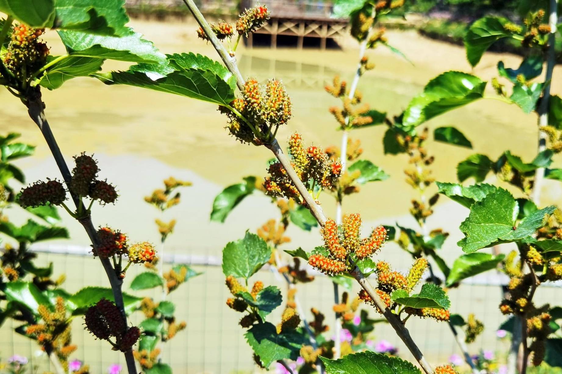 春天第一批水果就要成熟了,佛山渔耕文化园3月6日举行尝新活动3