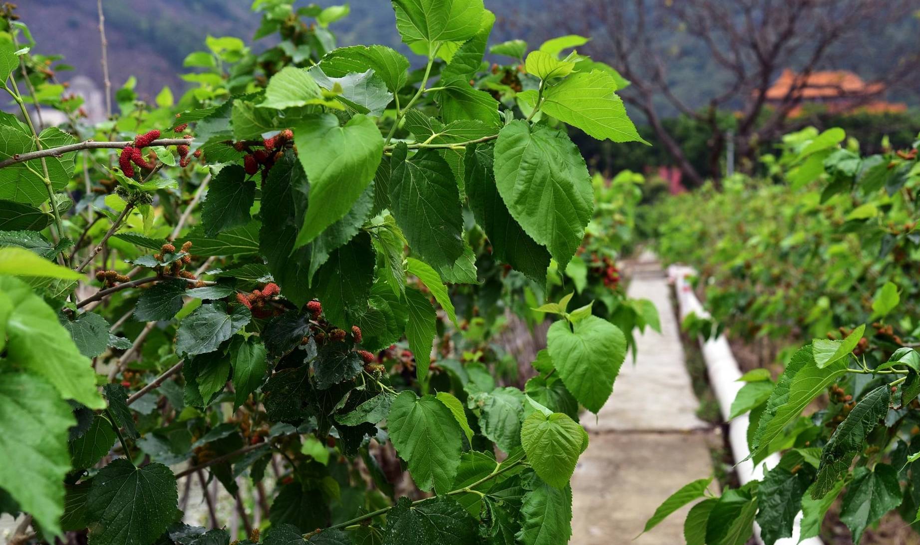 春天第一批水果就要成熟了,佛山渔耕文化园3月6日举行尝新活动4