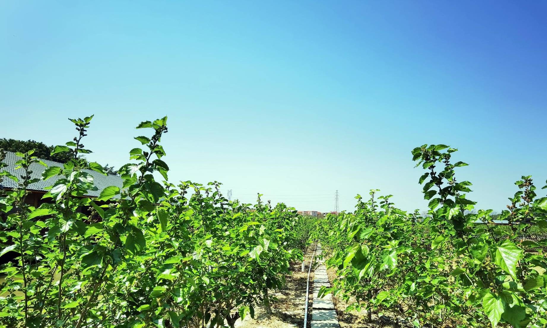 春天第一批水果就要成熟了,佛山渔耕文化园3月6日举行尝新活动5