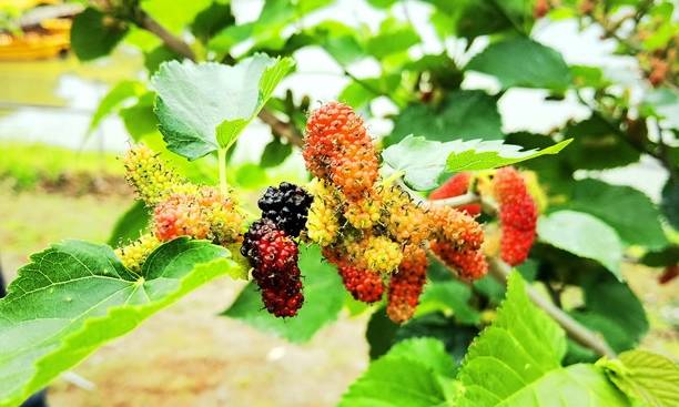 春天第一批水果就要成熟了,佛山渔耕文化园3月6日举行尝新活动7