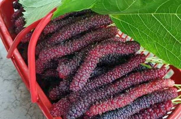 春天第一批水果就要成熟了,佛山渔耕文化园3月6日举行尝新活动8