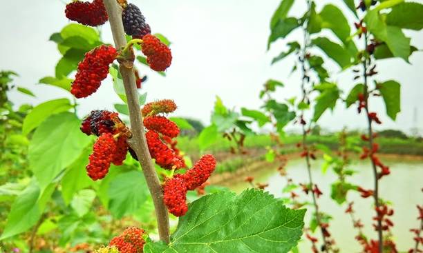 春天第一批水果就要成熟了,佛山渔耕文化园3月6日举行尝新活动9