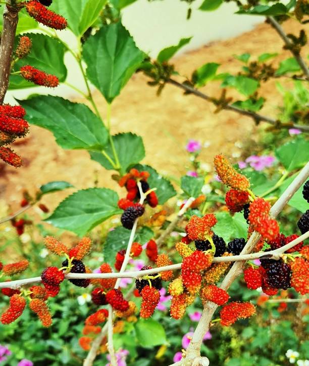 春天第一批水果就要成熟了,佛山渔耕文化园3月6日举行尝新活动10