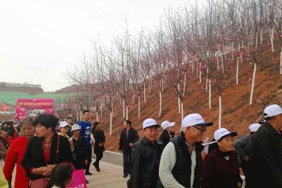 七彩云南逢春暖 樱花绽放映日红2