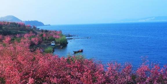 七彩云南逢春暖 樱花绽放映日红3