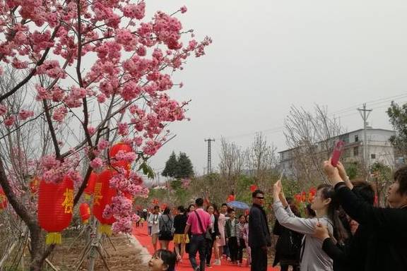 七彩云南逢春暖 樱花绽放映日红4