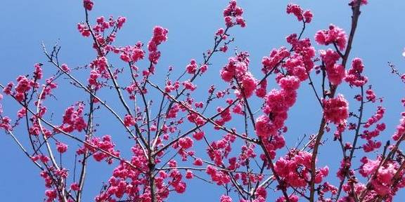 七彩云南逢春暖 樱花绽放映日红5