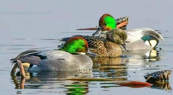 候鸟陆续返京,它们将在这几个地方''打尖儿'',周末出游不愁了2